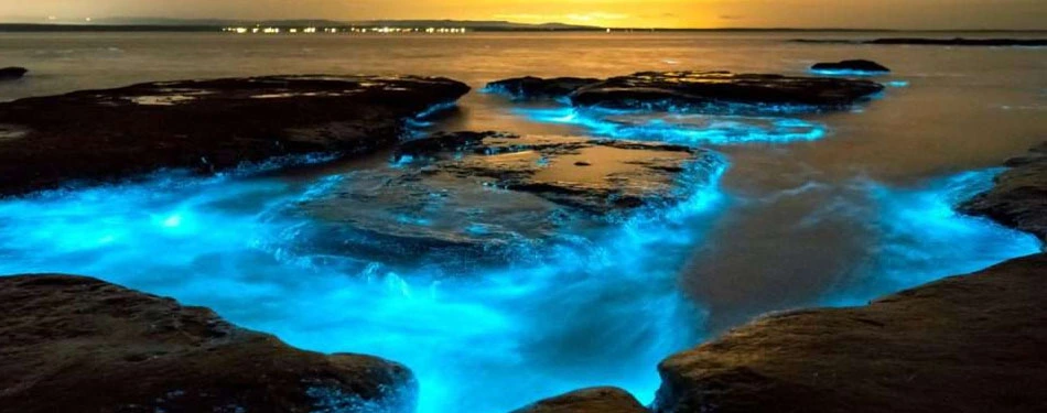 andaman bioluminescence