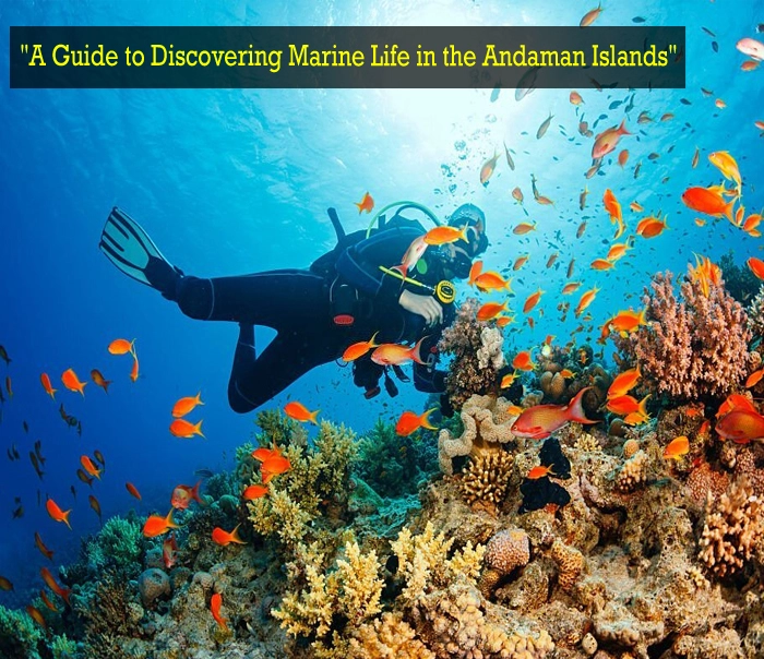 Marine Life in Andaman Islands