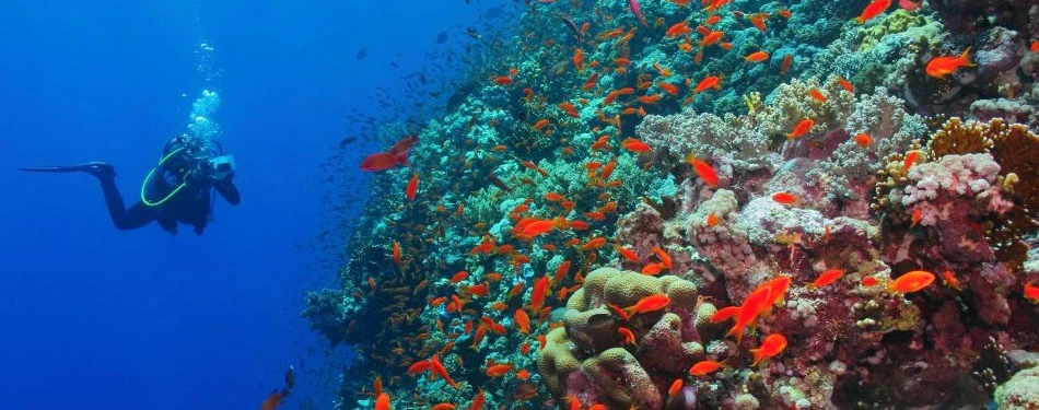 andaman fishes