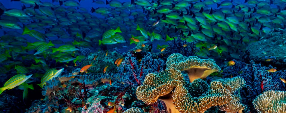 andaman coral reefs