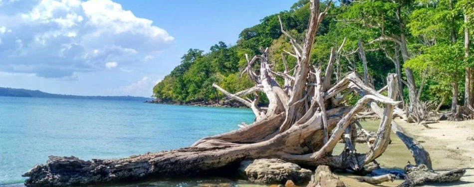 andaman chidiya tapu