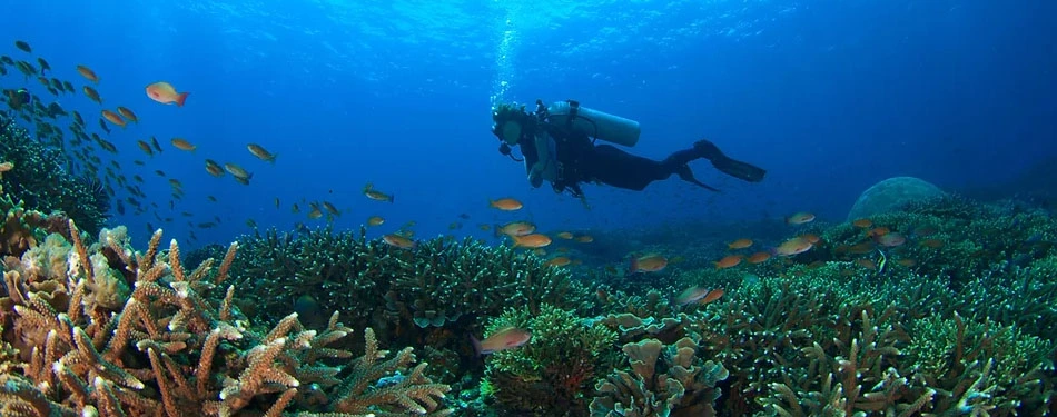 scuba diving in andaman