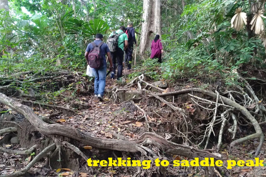 The Ultimate Beginner Guide to Hiking Trails in Andaman Island