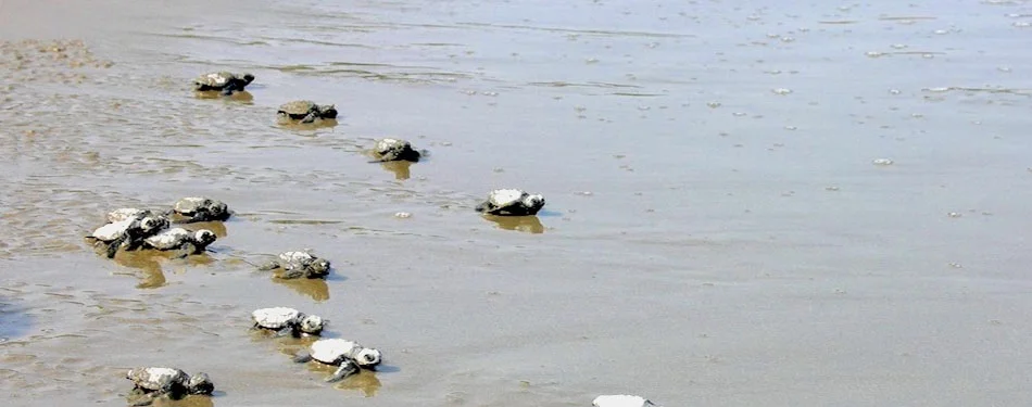 andaman kalipur beach