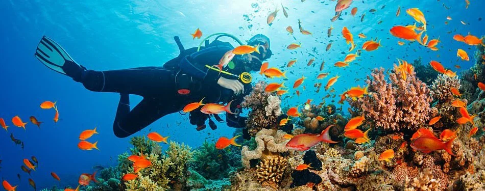 andaman snorkeling