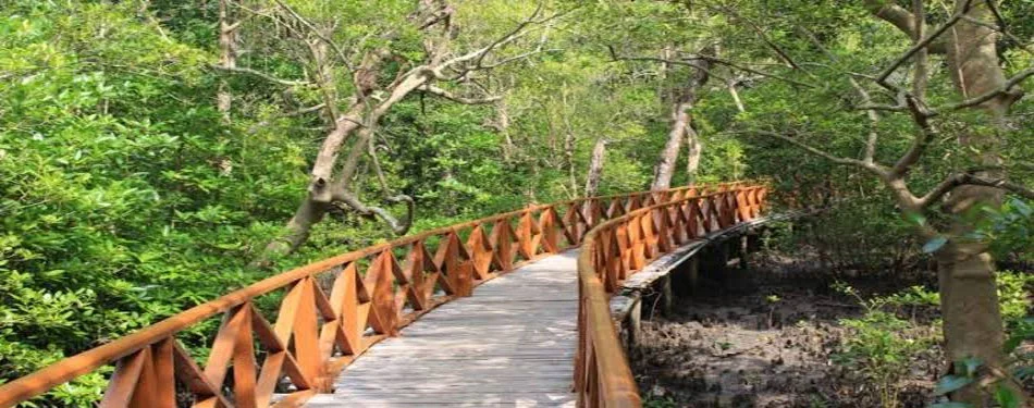 andaman mangrove