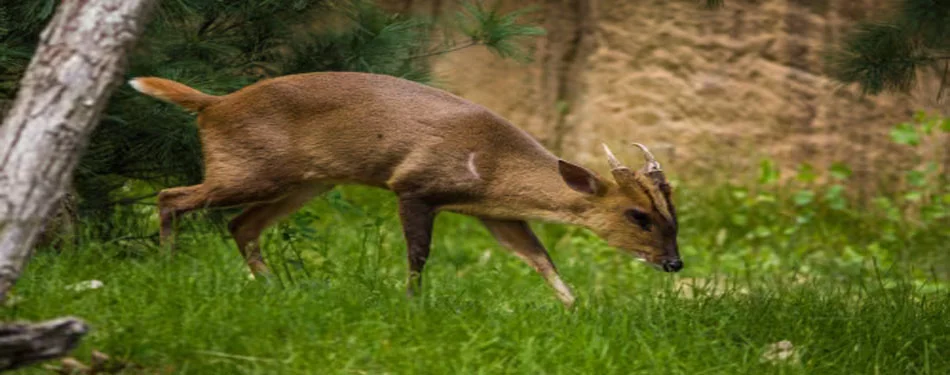 andaman wildlife