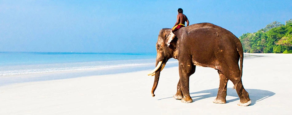 Elephant Beach