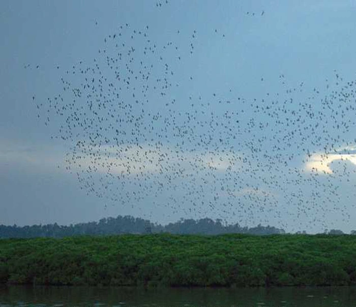 Parrot Island Baratang Andaman