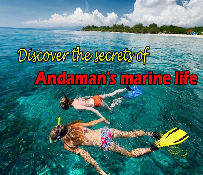 Snorkeling in Andaman Island