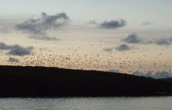 Parrot Island Andaman