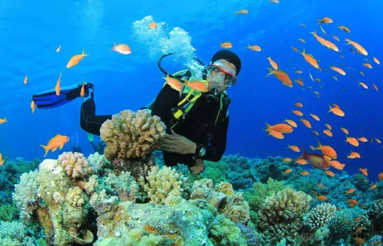 Scuba Diving in North Bay Port Blair