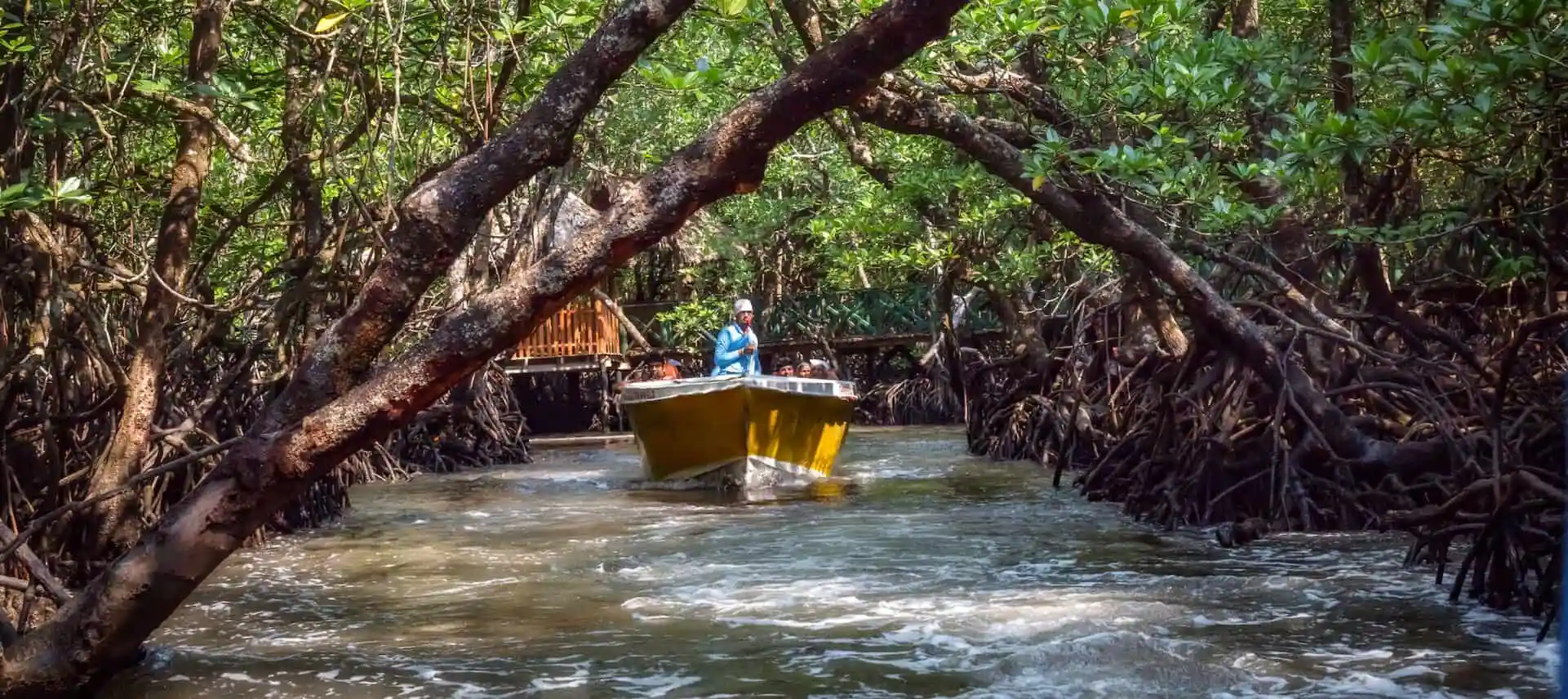 Mangrove Safari